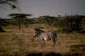 zebra savanna dusk 1980s 1990s A4 Photo Print