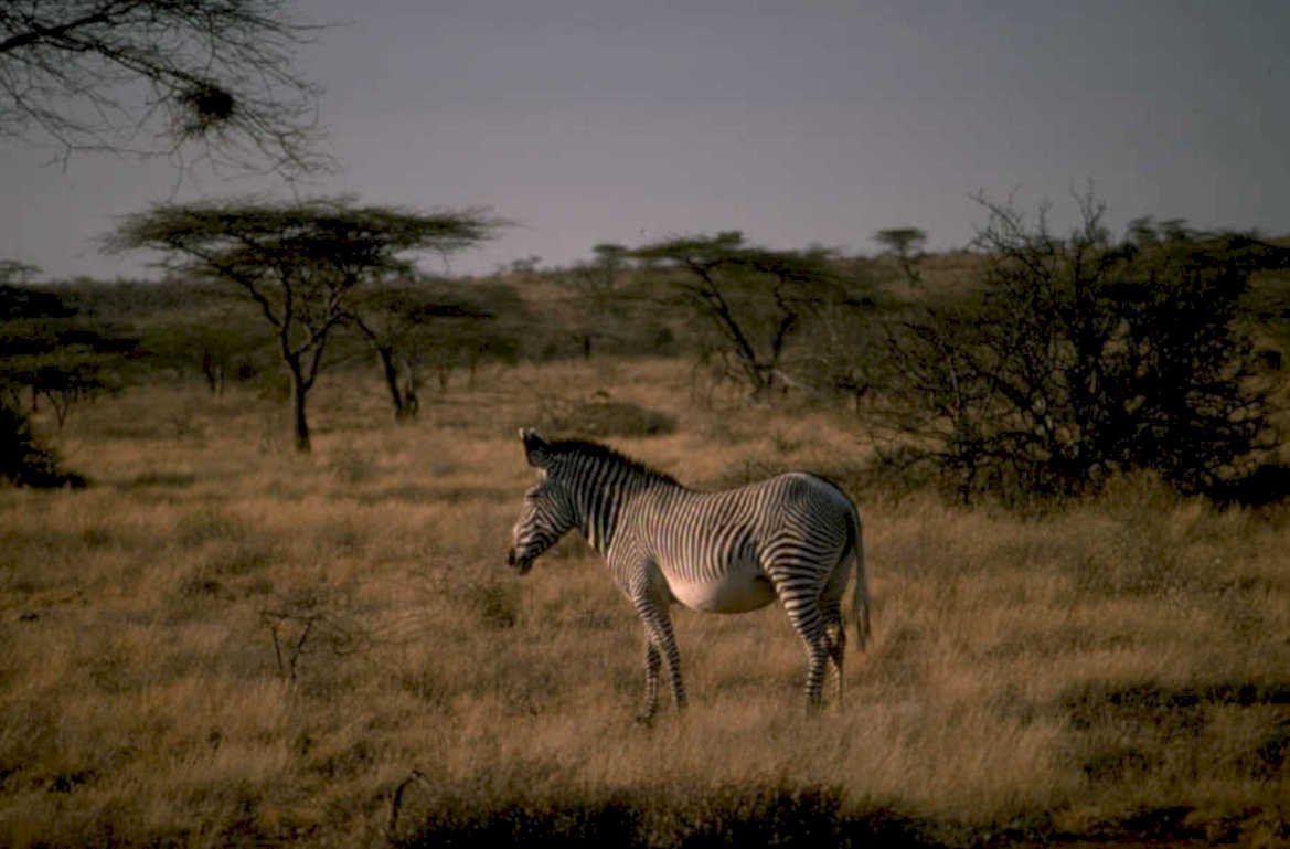 zebra savanna dusk 1980s 1990s A4 Photo Print