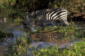 zebra water savanna 1980s 1990s A4 Photo Print