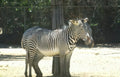 zebra zoo gray Vintage A4 Photo Print