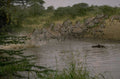 zebras crossing water 1980s 1990s A4 Photo Print