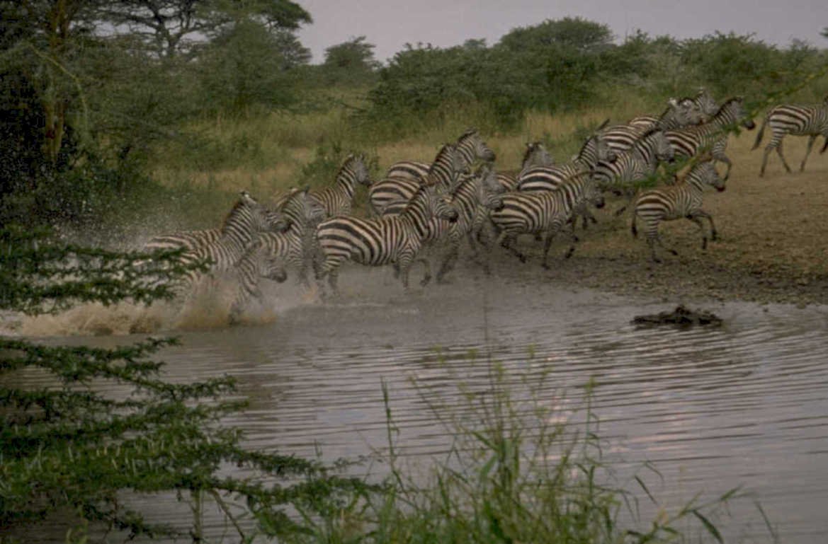 zebras crossing water 1980s 1990s A4 Photo Print