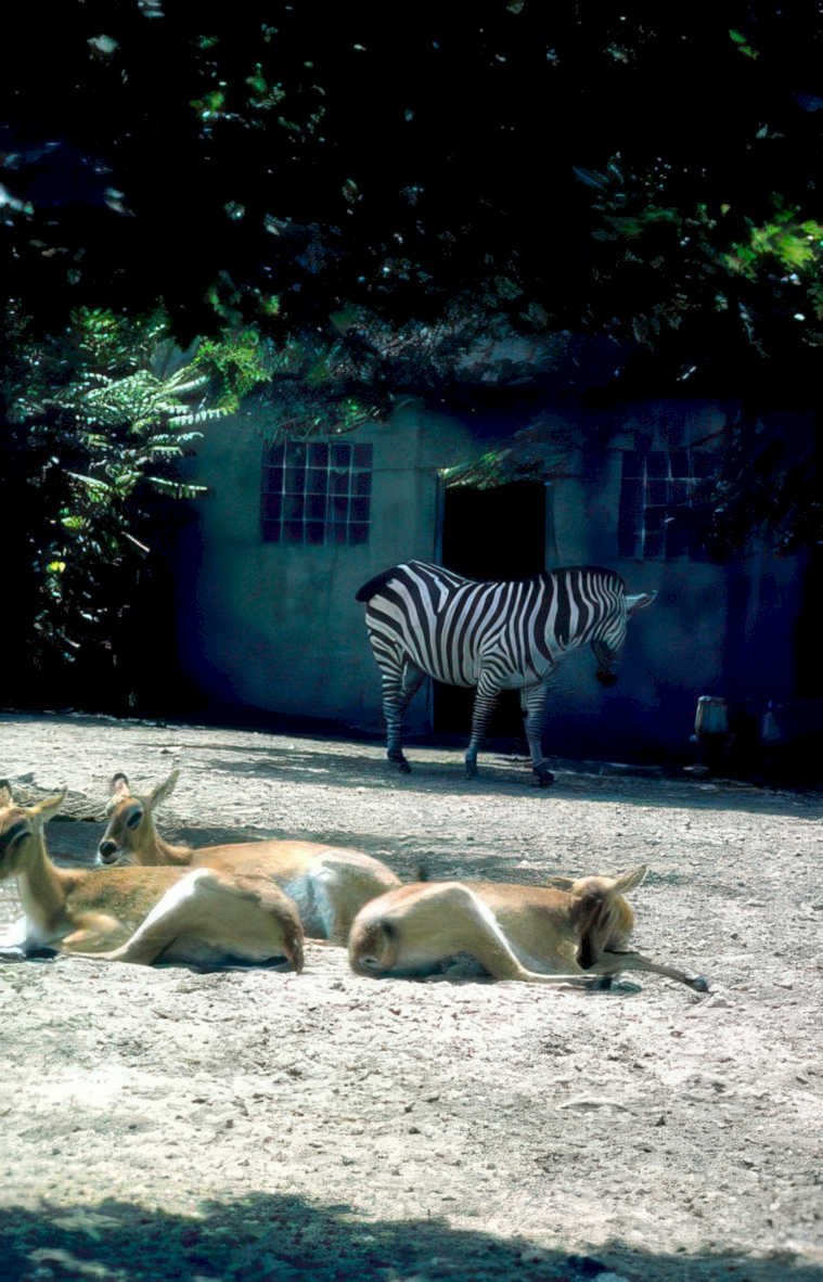 zebras deer zoo Vintage A4 Photo Print