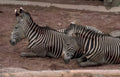 zebras dirt wall Vintage A4 Photo Print