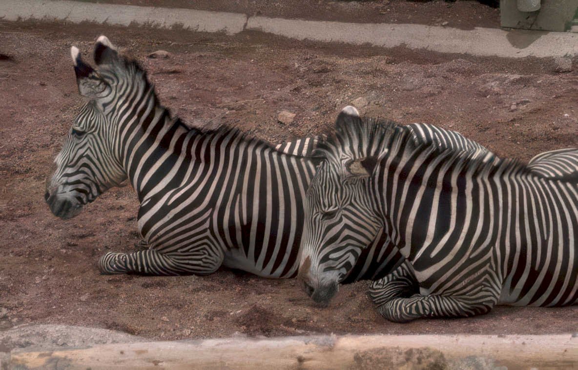 zebras dirt wall Vintage A4 Photo Print