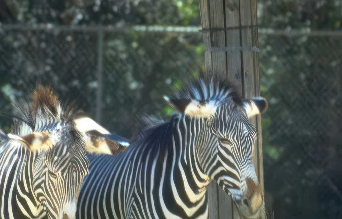 zebras fence wildlife Vintage A4 Photo Print