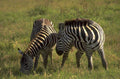 zebras grassland savanna 1980s 1990s A4 Photo Print
