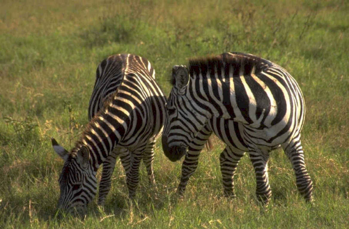 zebras grassland savanna 1980s 1990s A4 Photo Print