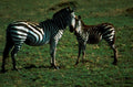 zebras grazing field1980s 1990s A4 Photo Print