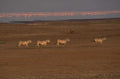 zebras lake natron 1980s 1990s A4 Photo Print