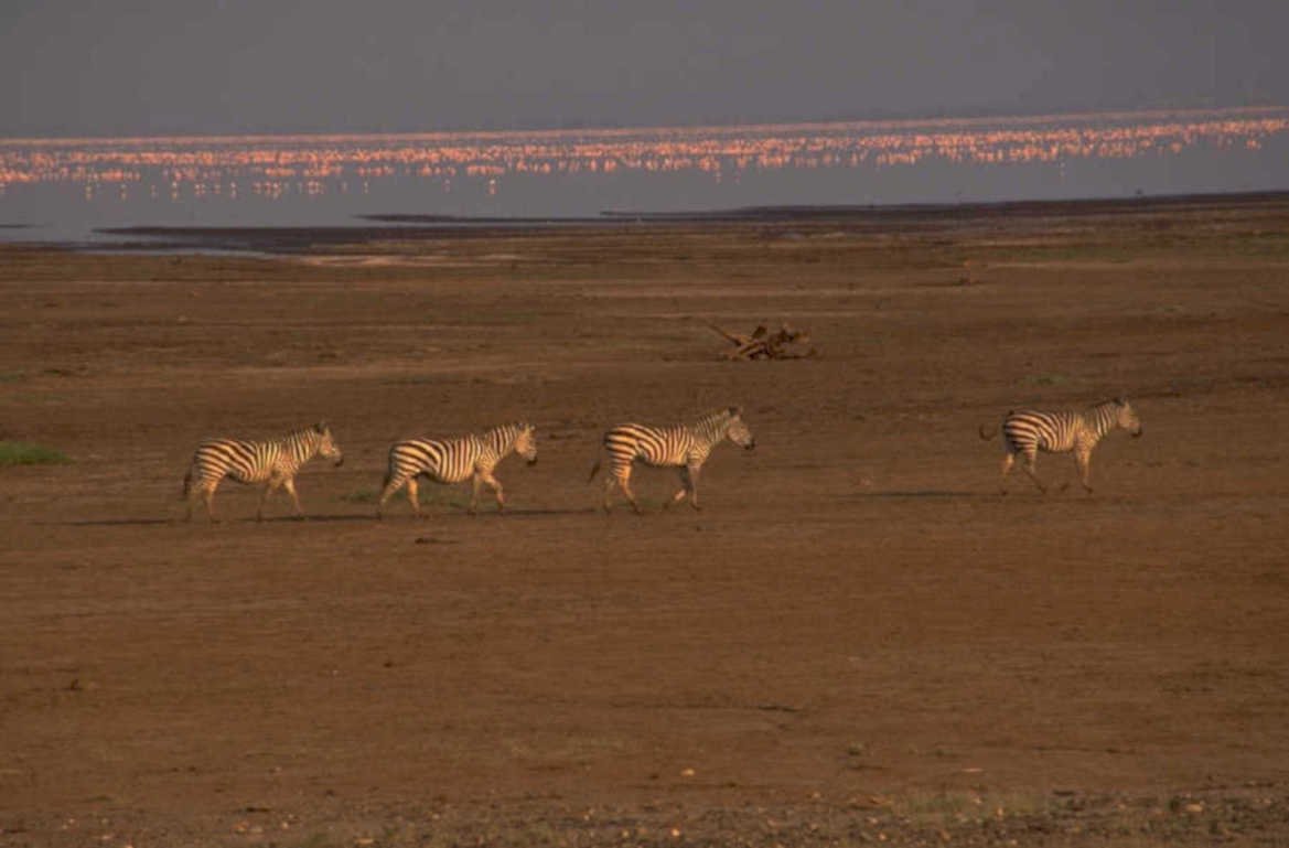 zebras lake natron 1980s 1990s A4 Photo Print