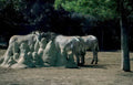 zebras mound california Vintage A4 Photo Print