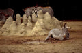 zebras rocks zoo Vintage A4 Photo Print