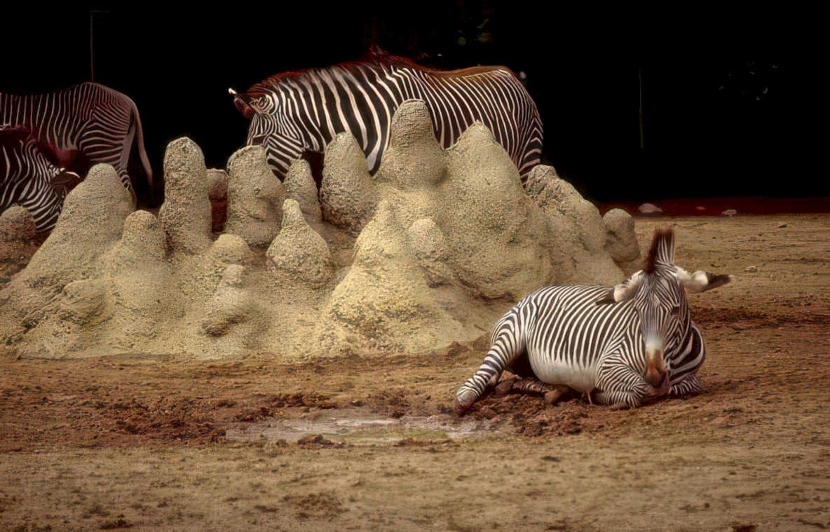 zebras rocks zoo Vintage A4 Photo Print