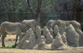 zebras sand enclosure Vintage A4 Photo Print