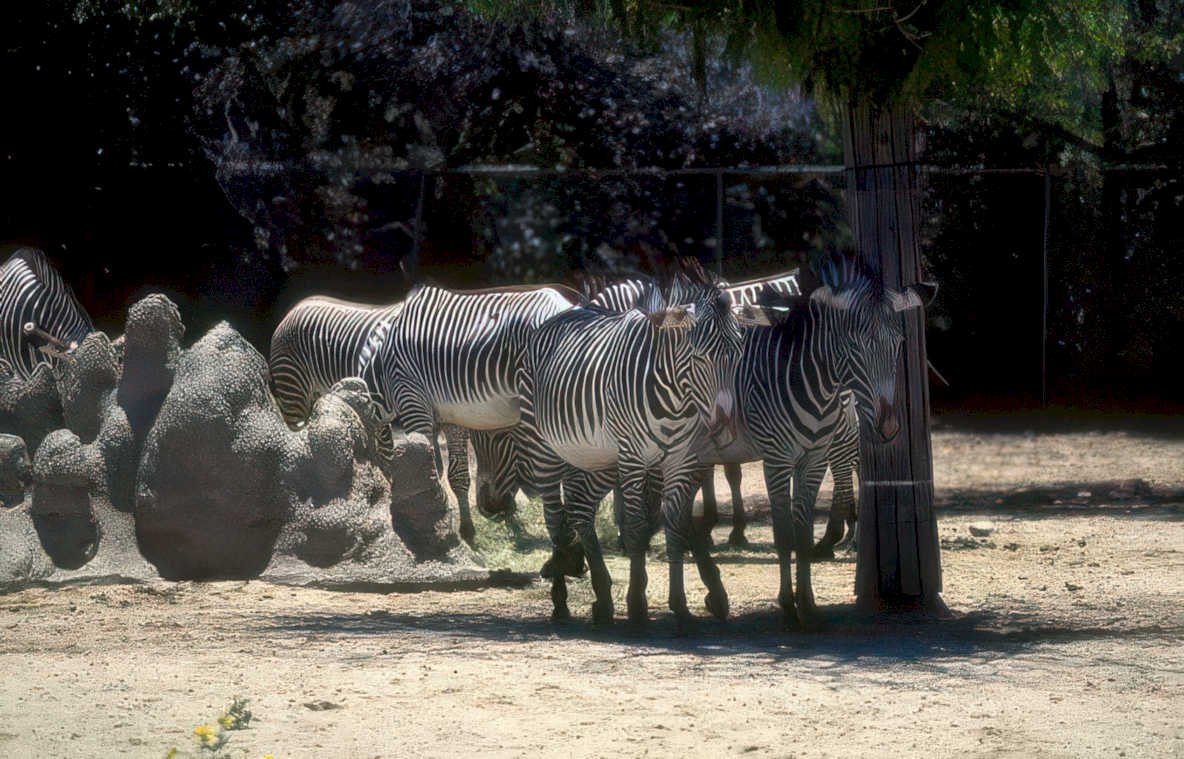 zebras sandiego zoo Vintage A4 Photo Print