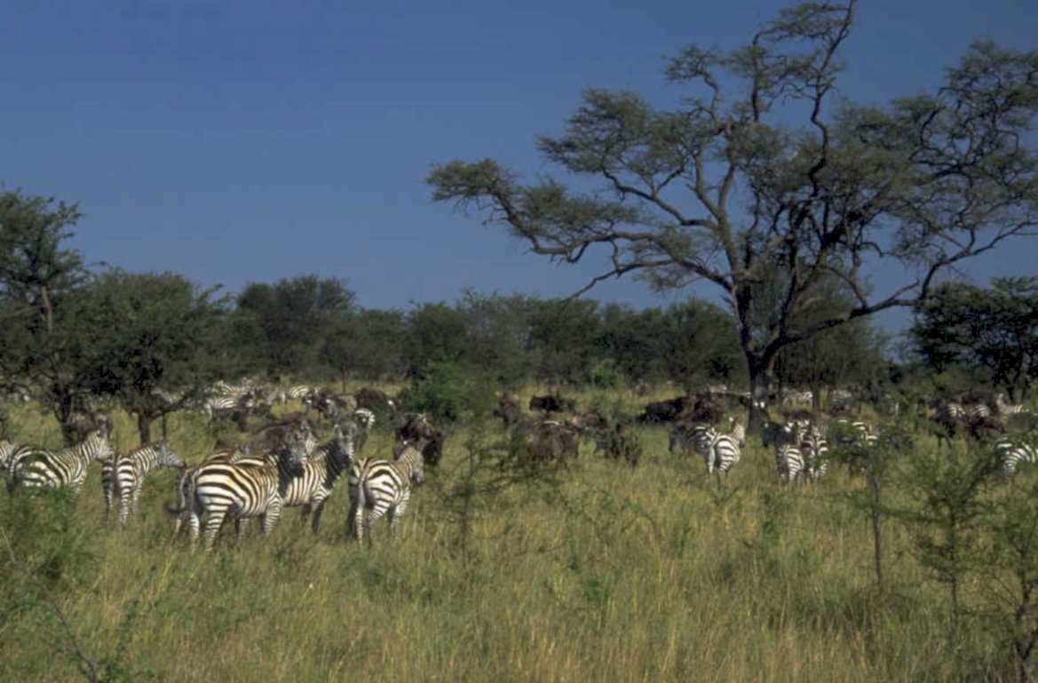 zebras savanna botswana 1980s 1990s A4 Photo Print