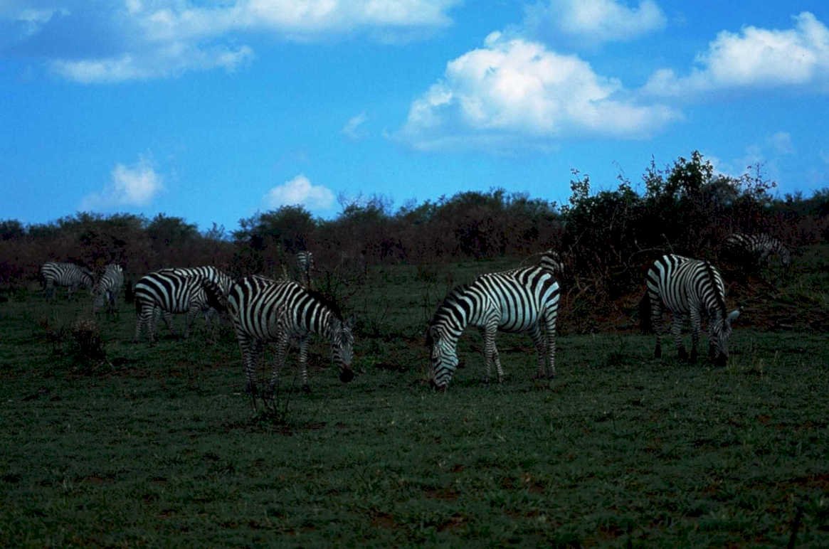 zebras savanna dusk1980s 1990s A4 Photo Print