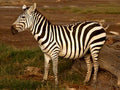 zebras savanna log1980s 1990s A4 Photo Print