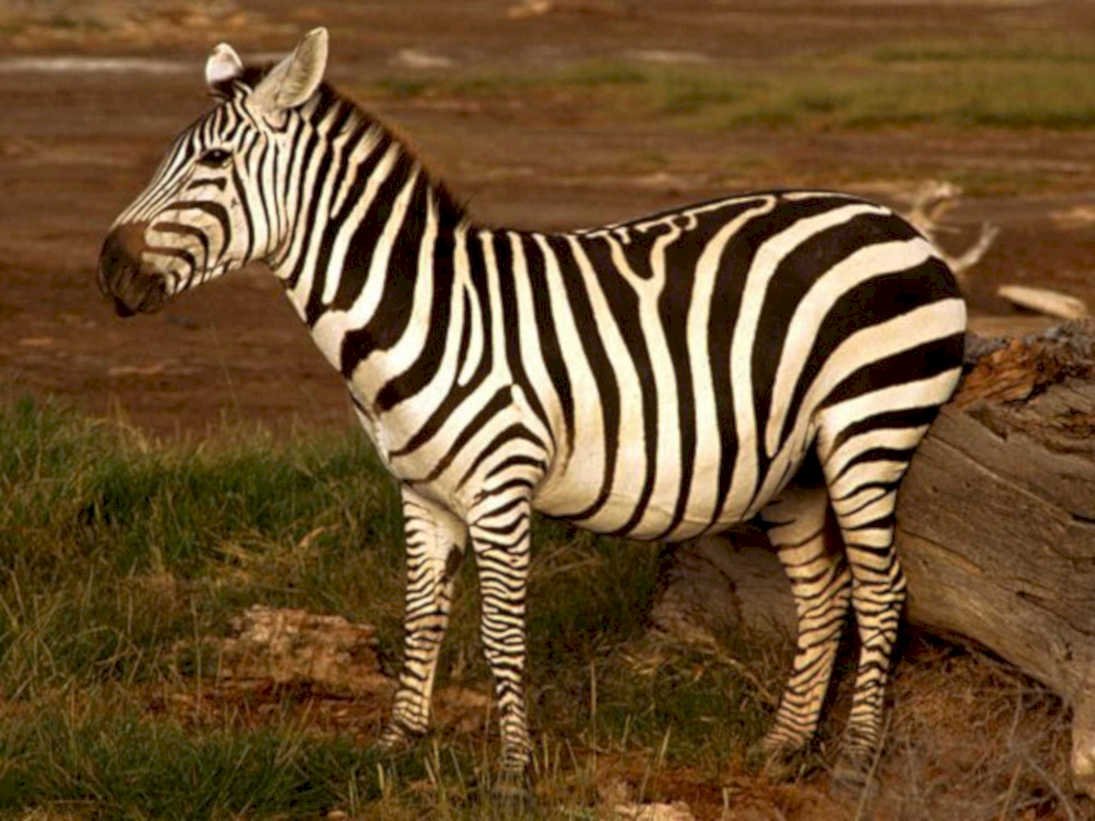 zebras savanna log1980s 1990s A4 Photo Print