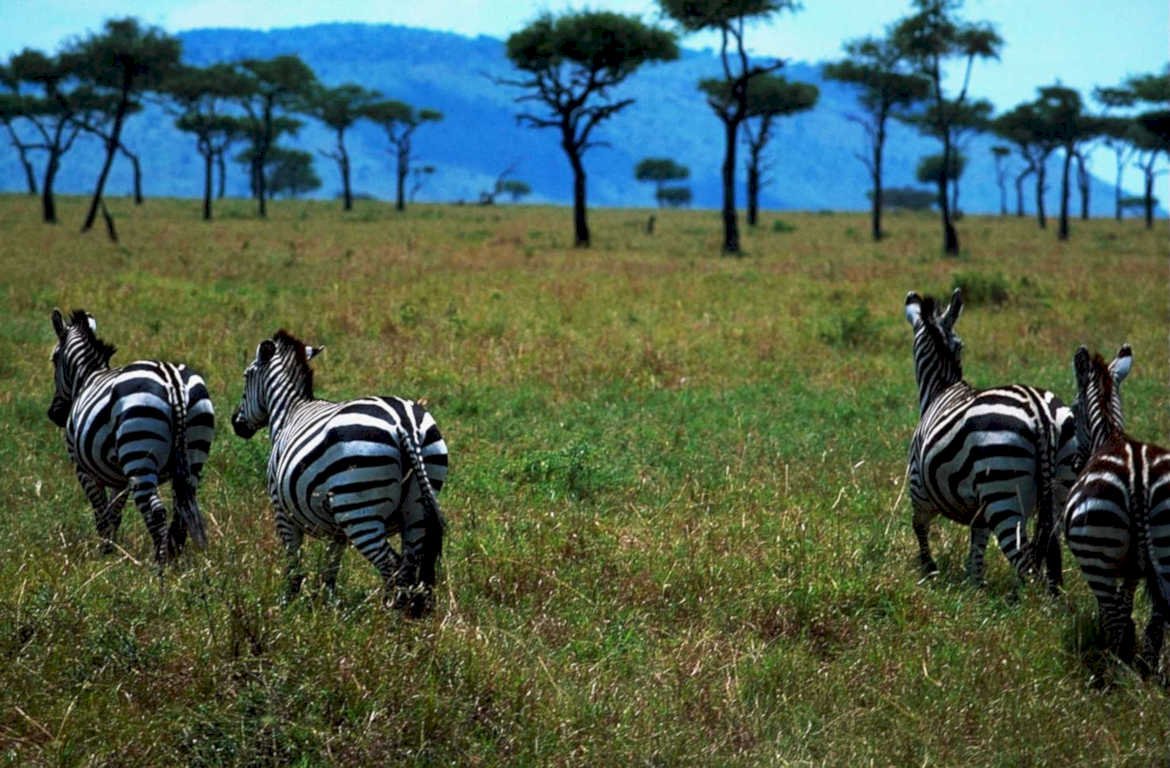 zebras serengeti tanzania 21980s 1990s A4 Photo Print
