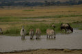 zebras wildebeest waterhole 1980s 1990s A4 Photo Print