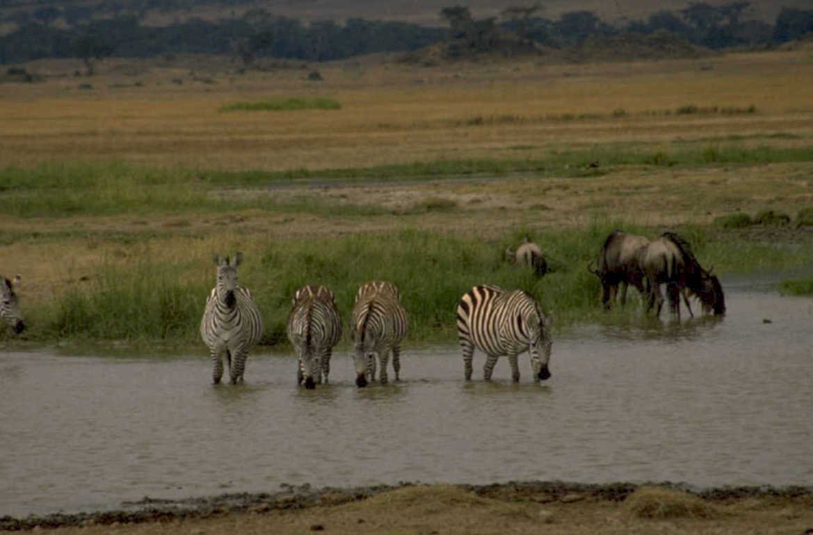 zebras wildebeest waterhole 1980s 1990s A4 Photo Print
