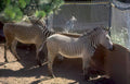 zebras zoo arizona Vintage A4 Photo Print