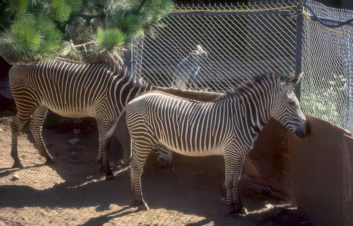 zebras zoo arizona Vintage A4 Photo Print