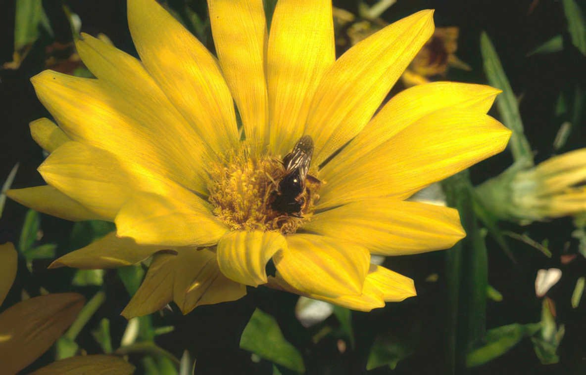 zinnia bee flower Vintage A4 Photo Print