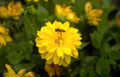 zinnia bee garden Vintage A4 Photo Print