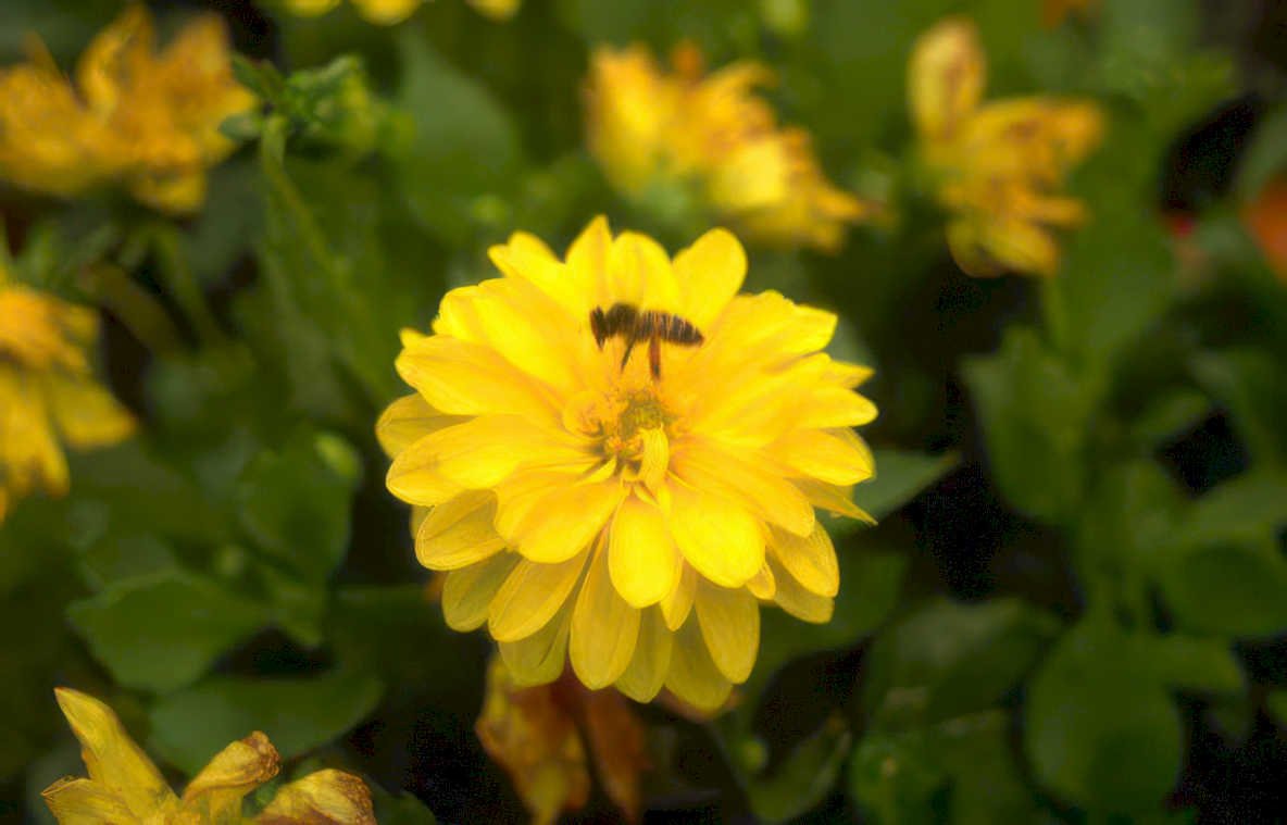 zinnia bee garden Vintage A4 Photo Print