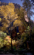 zion autumn aspen 1980s 1990s A4 Photo Print