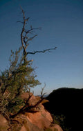 zion juniper cliff 1980s 1990s A4 Photo Print