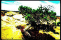 zion juniper cliffs Vintage A4 Photo Print