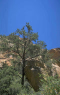 zion juniper sandstone 1980s 1990s A4 Photo Print