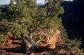 zion red trees 1980s 1990s A4 Photo Print 42