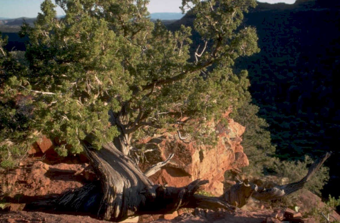 zion red trees 1980s 1990s A4 Photo Print 42