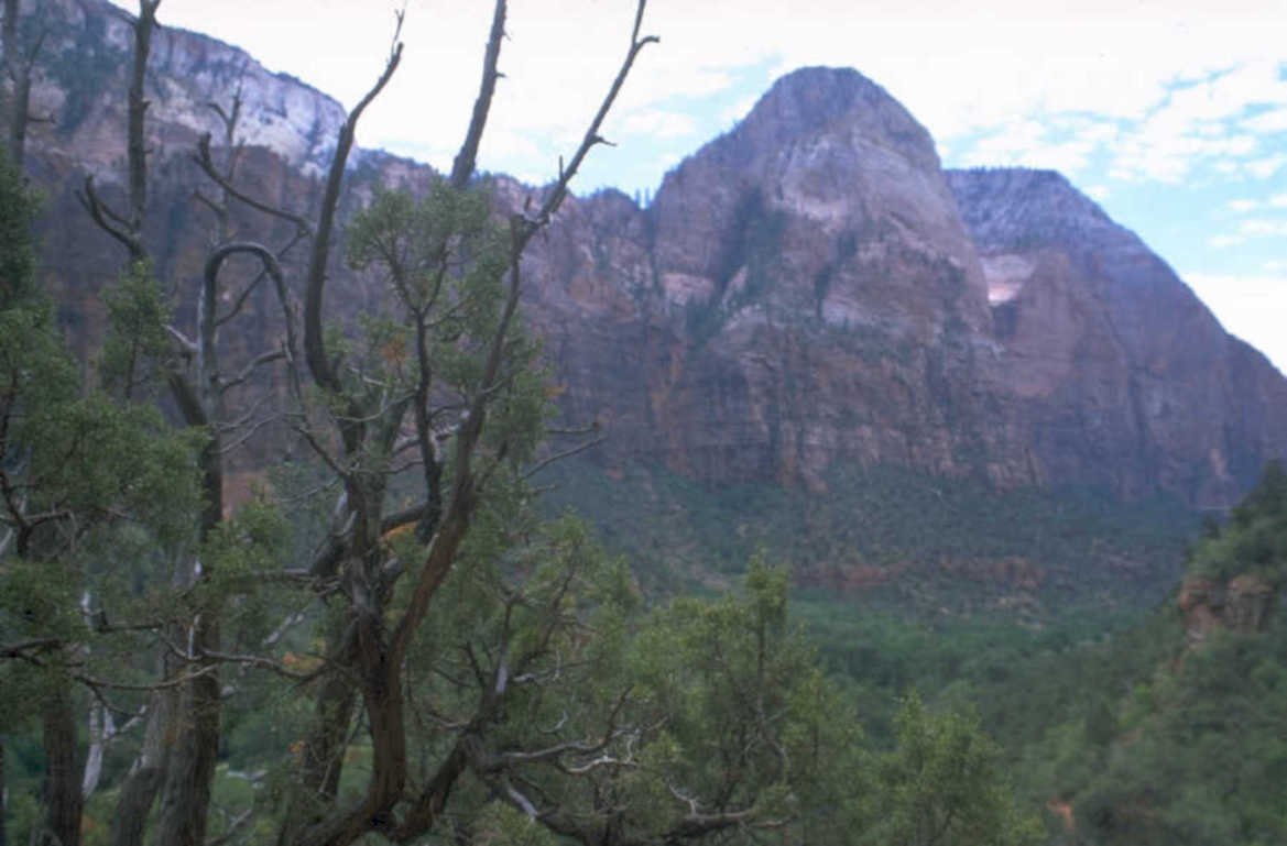 zion red trees 1980s 1990s A4 Photo Print