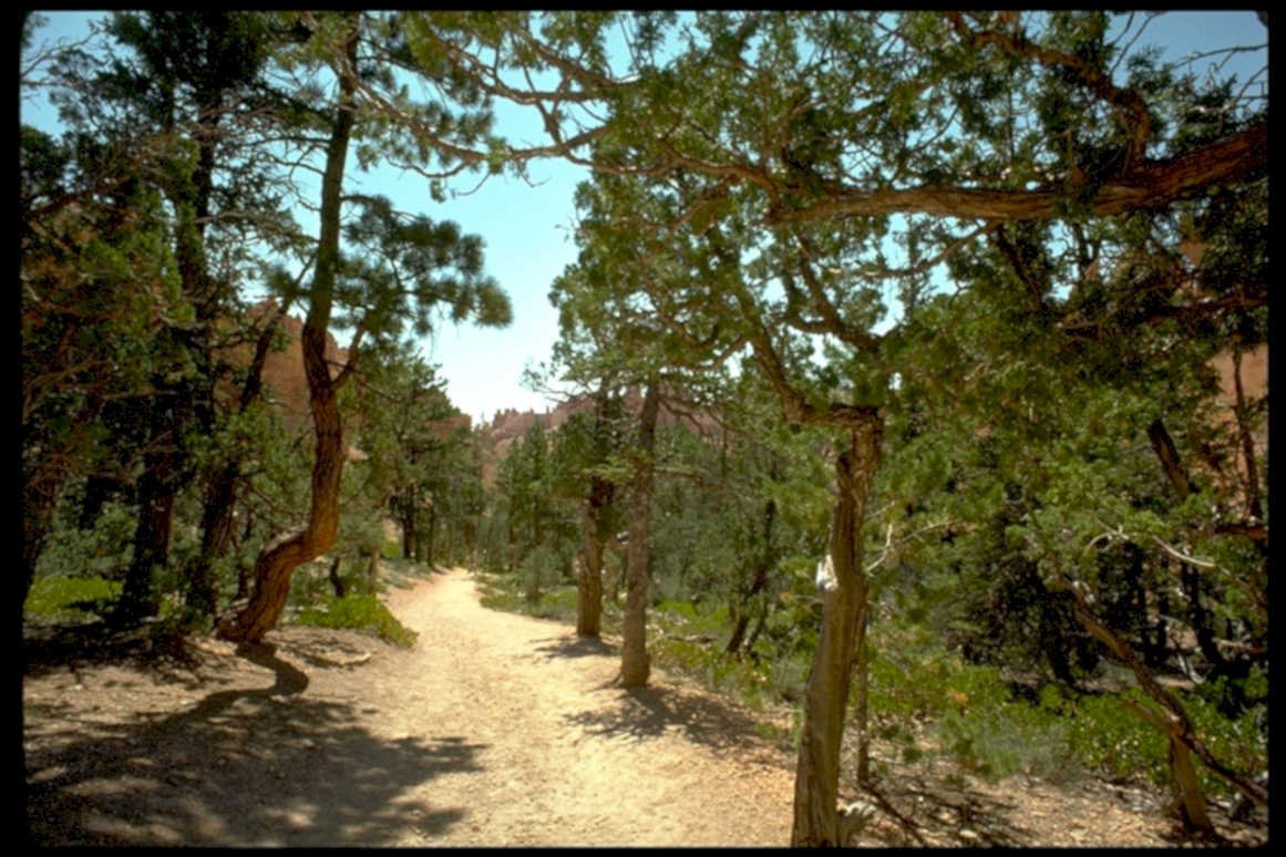 zion trail juniper1980s 1990s A4 Photo Print