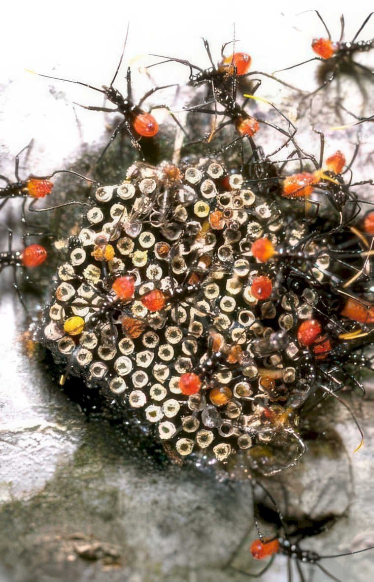 zombie ant fungus Vintage A4 Photo Print