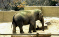 zoo elephant moss Vintage A4 Photo Print