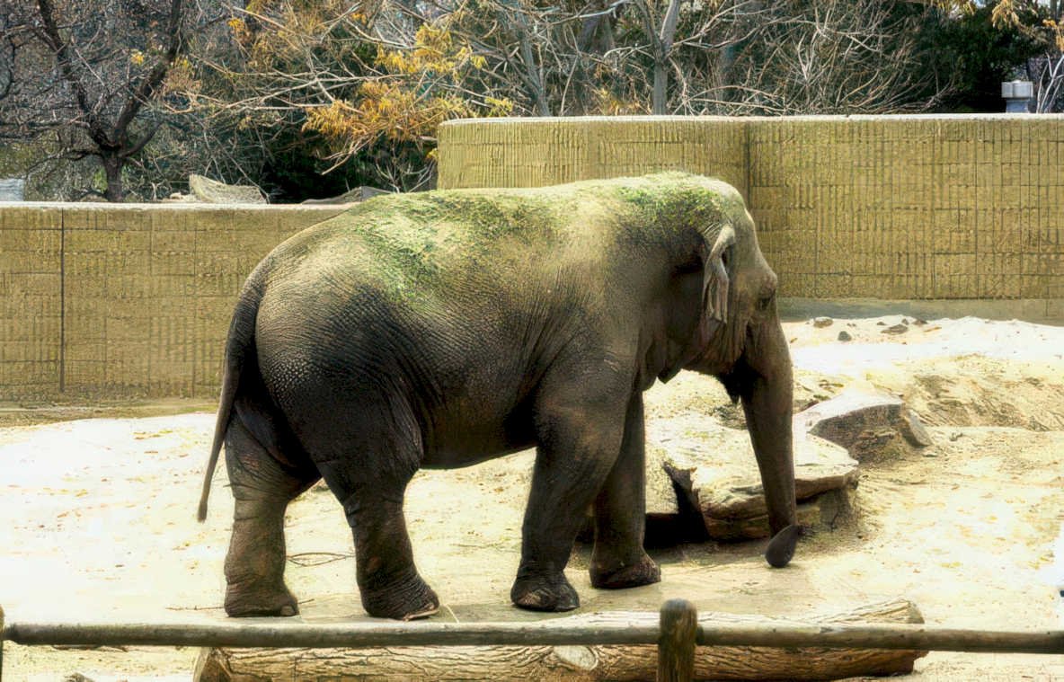 zoo elephant moss Vintage A4 Photo Print