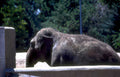 zoo elephant san Vintage A4 Photo Print