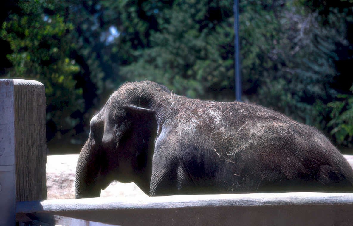 zoo elephant san Vintage A4 Photo Print