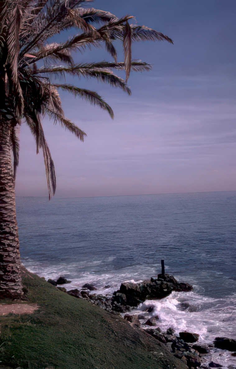 zuma palm ocean Vintage A4 Photo Print